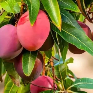 কিউজাই 10 kg