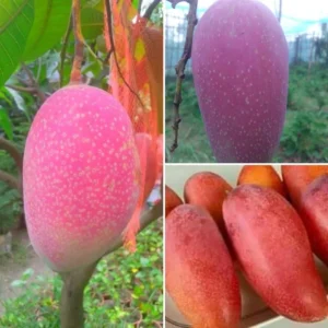 চ্যাংমাই 10 kg