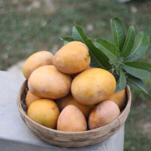 বারি-৪ 10 kg