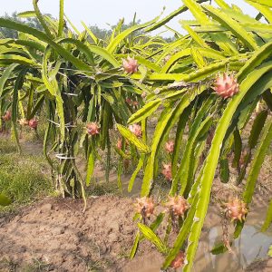 পিংক ড্রাগন ফল