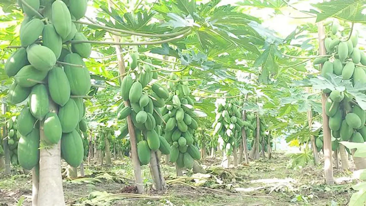টপ লেডি পেপের চারা - Image 4