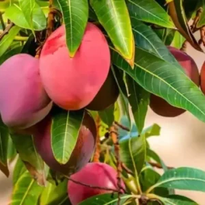 কিউজাই আম