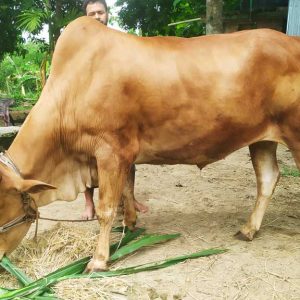 গরু