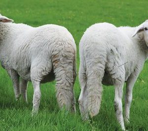 গাড়ল