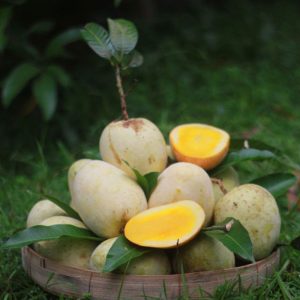 গৌরমতি আম