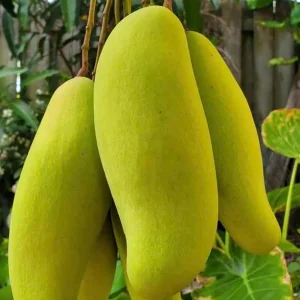 ব্যানানা ম্যাংগো